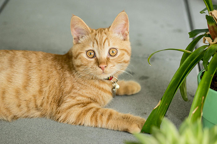 How to Keep Cats Away from Plants? 10 Proven Tips