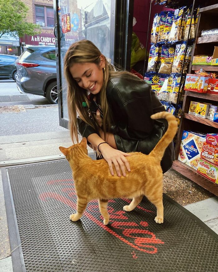 We Capture The Essence Of NYC Through Cute And Funny Photos Of Bodega Cats We Capture The Essence Of NYC Through Cute And Funny Photos Of Bodega Cats