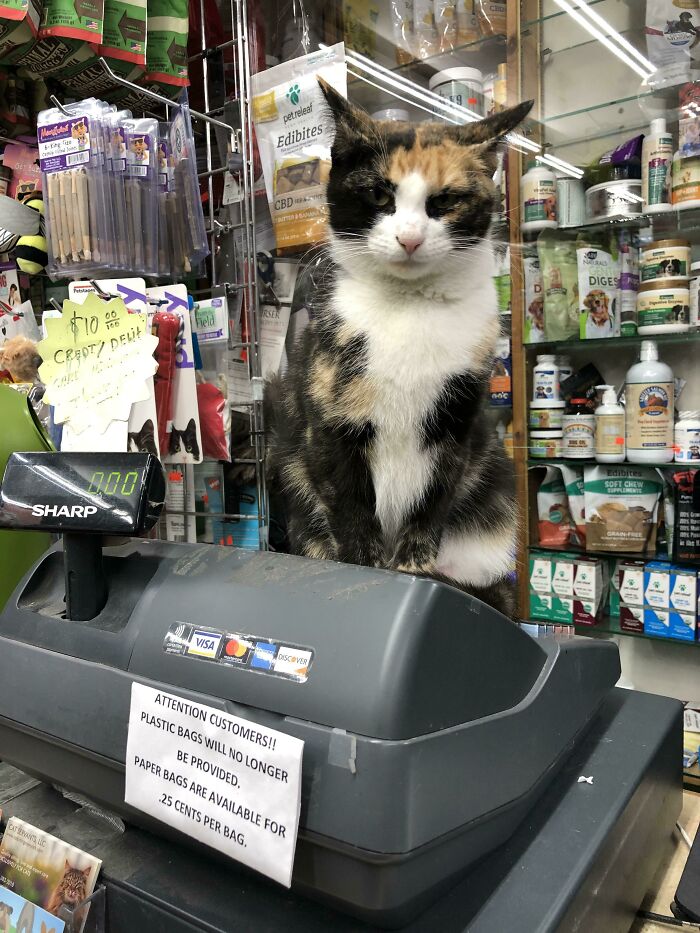 We Capture The Essence Of NYC Through Cute And Funny Photos Of Bodega Cats We Capture The Essence Of NYC Through Cute And Funny Photos Of Bodega Cats