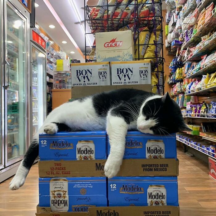 We Capture The Essence Of NYC Through Cute And Funny Photos Of Bodega Cats We Capture The Essence Of NYC Through Cute And Funny Photos Of Bodega Cats