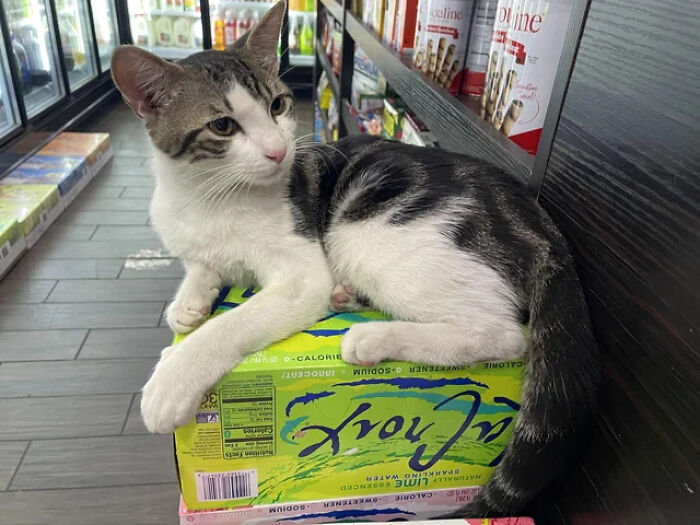What Is A Bodega Cat? (10 Pics) What Is A Bodega Cat? (10 Pics)
