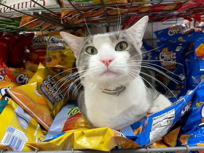 What Is A Bodega Cat? (10 Pics) What Is A Bodega Cat? (10 Pics)