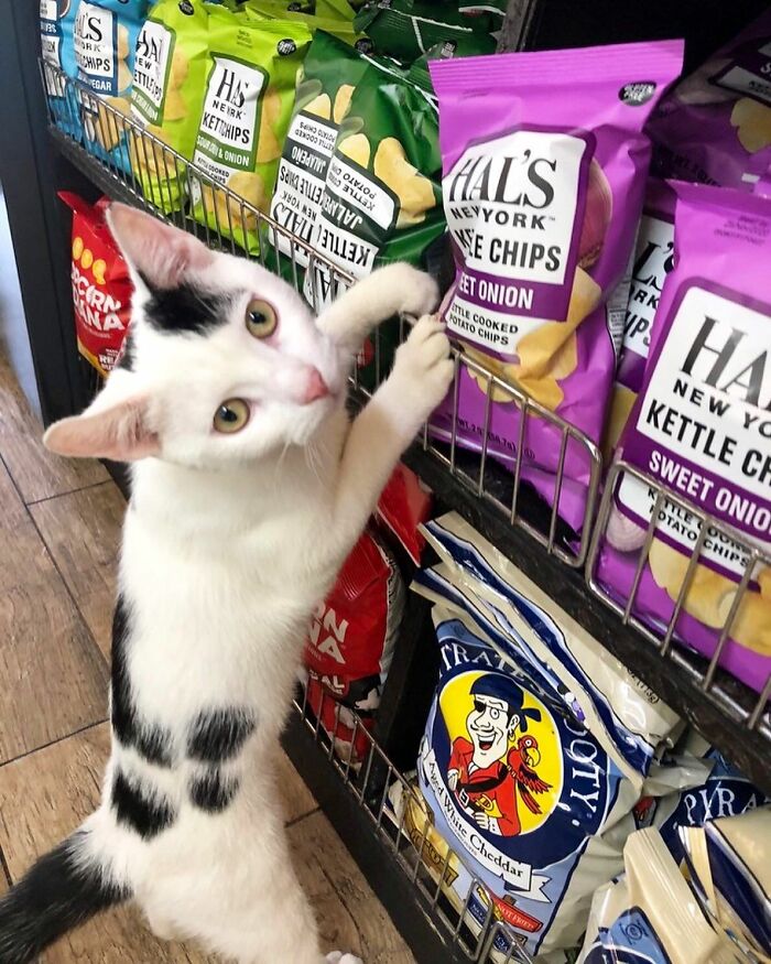 What Is A Bodega Cat? (10 Pics) What Is A Bodega Cat? (10 Pics)