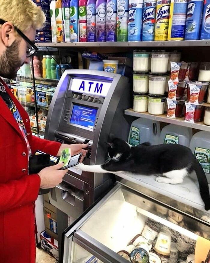 What Is A Bodega Cat? (10 Pics) What Is A Bodega Cat? (10 Pics)