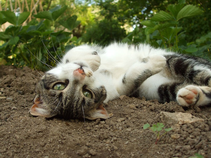 10 Reasons Why Do Cats Roll In Dirt and How to Stop Them 10 Reasons Why Do Cats Roll In Dirt and How to Stop Them