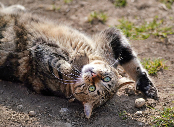 10 Reasons Why Do Cats Roll In Dirt and How to Stop Them 10 Reasons Why Do Cats Roll In Dirt and How to Stop Them