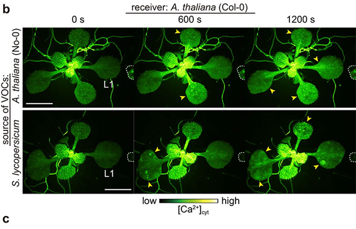 “Amazing” Video Of Plants Talking Has Social Media Reconsidering How They Thought About Life “Amazing” Video Of Plants Talking Has Social Media Reconsidering How They Thought About Life