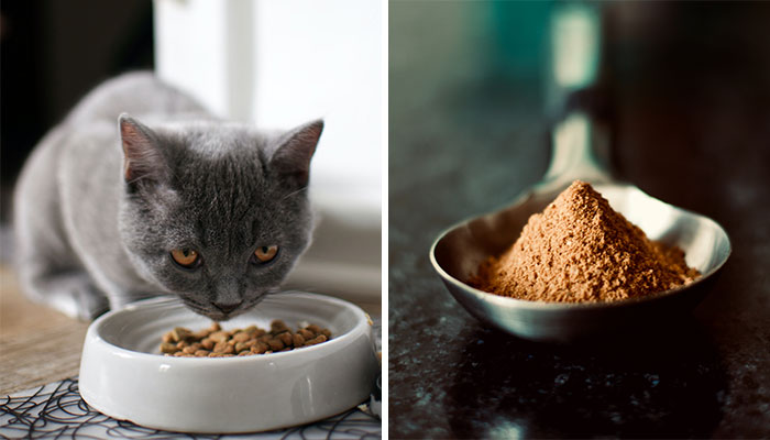 What Is Chicken Meal in Cat Food? Vet Overview What Is Chicken Meal in Cat Food? Vet Overview