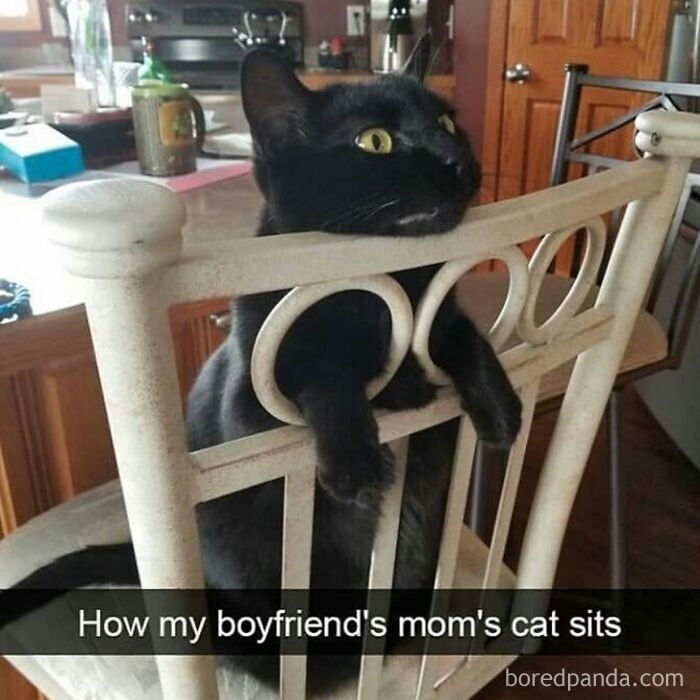 35 Times Animal Pics Were Just Perfect For Memes 35 Times Animal Pics Were Just Perfect For Memes