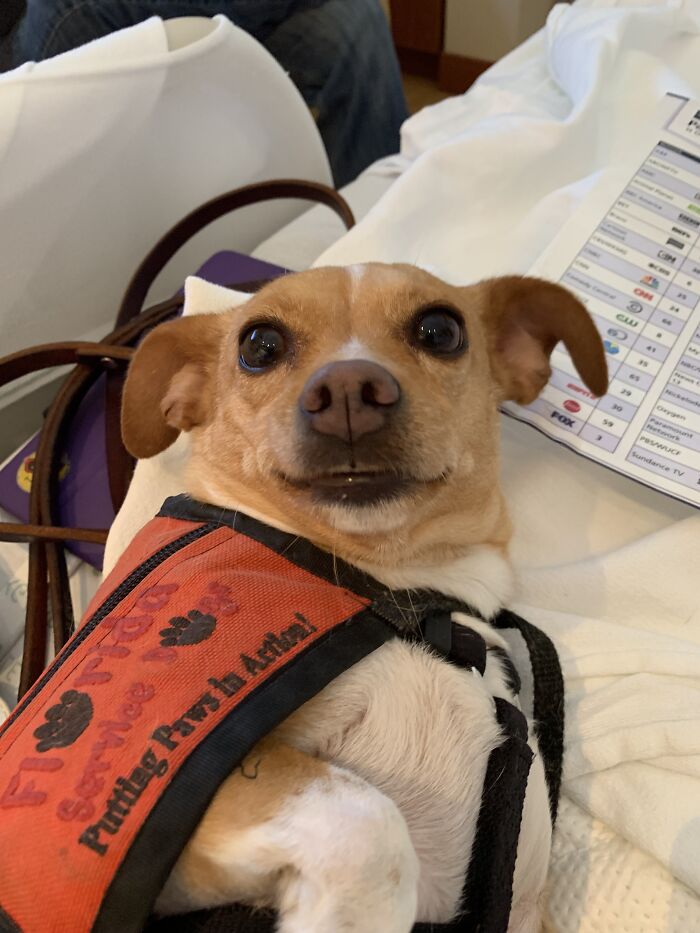 Meet Honey, The Service Dog Who’s Wee But Mighty Meet Honey, The Service Dog Who’s Wee But Mighty