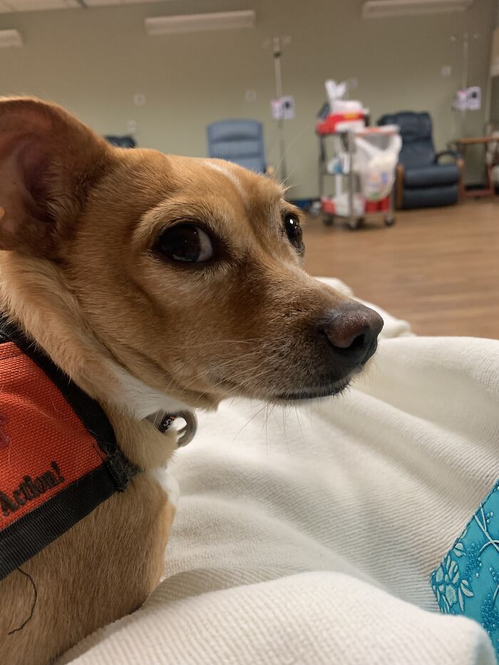 Meet Honey, The Service Dog Who’s Wee But Mighty Meet Honey, The Service Dog Who’s Wee But Mighty