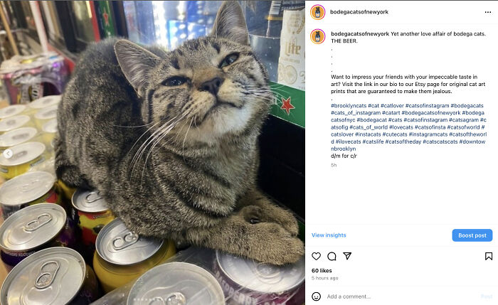 Crafty Feline Tenants: The Curious Case Of Bodega Cats And Their Beer Box Thrones (10 New Pics)