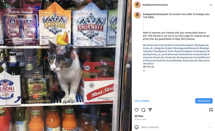 Crafty Feline Tenants: The Curious Case Of Bodega Cats And Their Beer Box Thrones (10 New Pics)