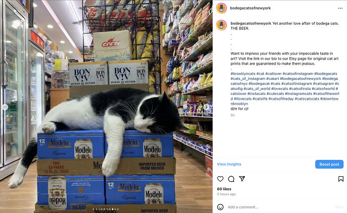 Crafty Feline Tenants: The Curious Case Of Bodega Cats And Their Beer Box Thrones (10 New Pics)