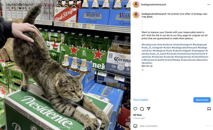 Crafty Feline Tenants: The Curious Case Of Bodega Cats And Their Beer Box Thrones (10 New Pics)