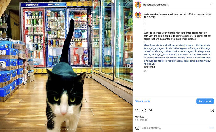 Crafty Feline Tenants: The Curious Case Of Bodega Cats And Their Beer Box Thrones (10 New Pics)