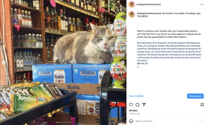 Crafty Feline Tenants: The Curious Case Of Bodega Cats And Their Beer Box Thrones (10 New Pics)