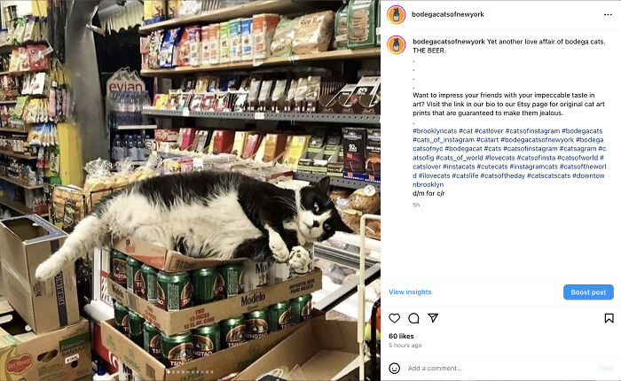 Crafty Feline Tenants: The Curious Case Of Bodega Cats And Their Beer Box Thrones (10 New Pics)