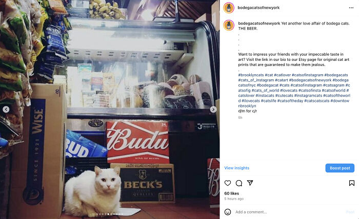 Crafty Feline Tenants: The Curious Case Of Bodega Cats And Their Beer Box Thrones (10 New Pics)