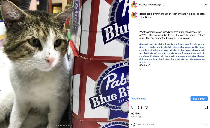 Crafty Feline Tenants: The Curious Case Of Bodega Cats And Their Beer Box Thrones (10 New Pics)