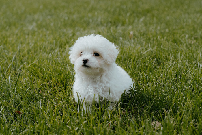 Maltipoo Dog Breed: FAQs, Health, and Care Info Maltipoo Dog Breed: FAQs, Health, and Care Info