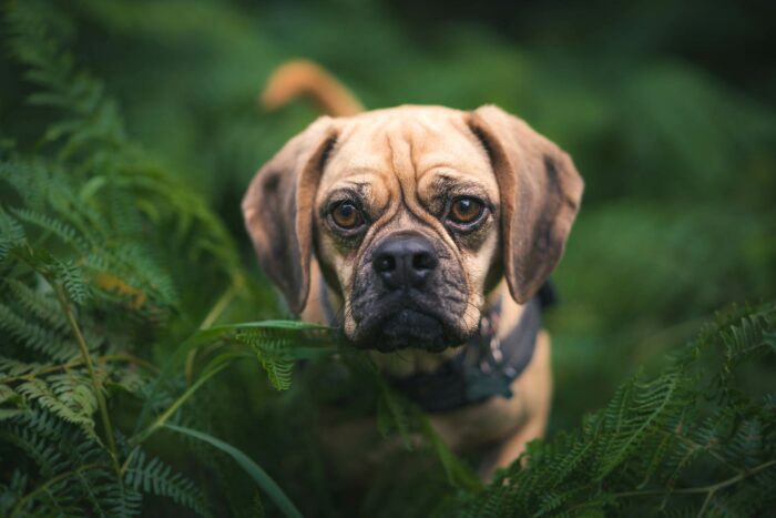 Puggle Dog Breed: Complete Guide Puggle Dog Breed: Complete Guide