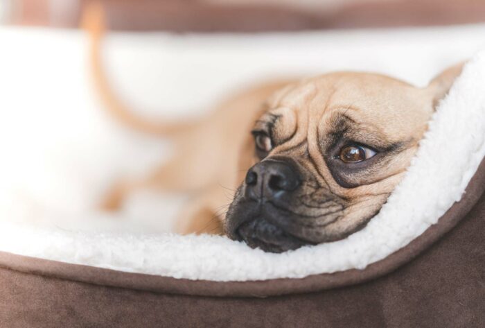 Puggle Dog Breed: Complete Guide Puggle Dog Breed: Complete Guide