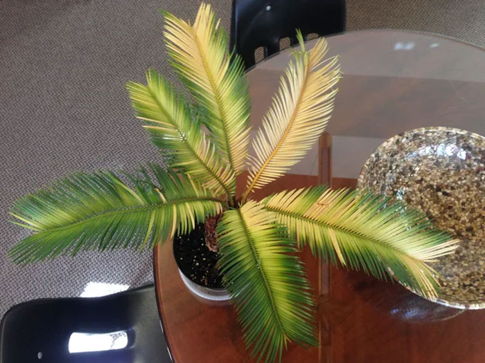 Sago Palm Care Guide: Easy-To-Grow And Perfect For Beginners