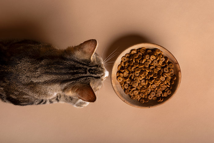 When to Switch from Kitten Food to Adult Cat Food: A Vet Guide When to Switch from Kitten Food to Adult Cat Food: A Vet Guide