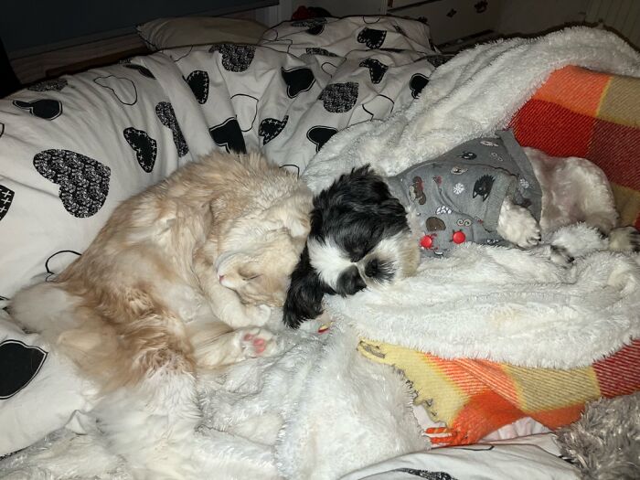 Hey Pandas, Share The Best Photos You Took In December (Closed)