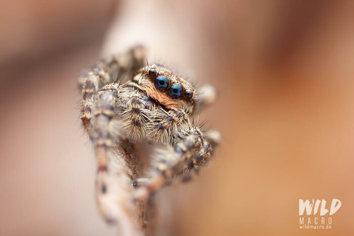 Christian Brokes’s Stunning Macro Photography With Godox V1 Christian Brokes’s Stunning Macro Photography With Godox V1
