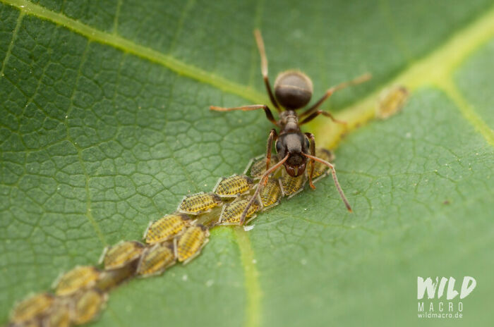 Christian Brokes’s Stunning Macro Photography With Godox V1 Christian Brokes’s Stunning Macro Photography With Godox V1