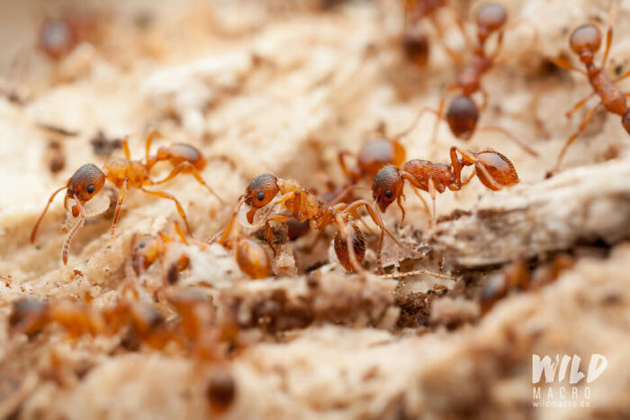 Christian Brokes’s Stunning Macro Photography With Godox V1 Christian Brokes’s Stunning Macro Photography With Godox V1