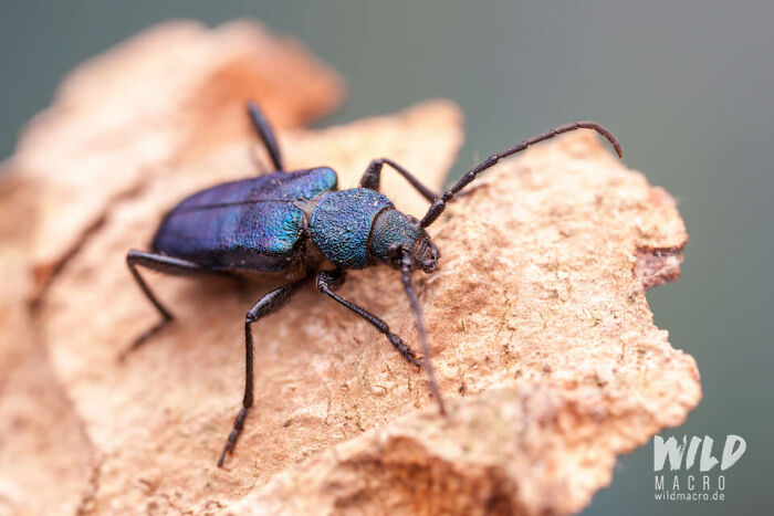 Christian Brokes’s Stunning Macro Photography With Godox V1 Christian Brokes’s Stunning Macro Photography With Godox V1
