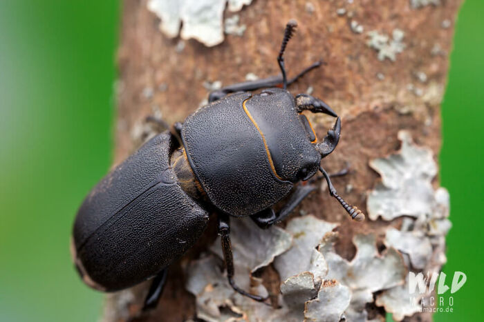 Christian Brokes’s Stunning Macro Photography With Godox V1 Christian Brokes’s Stunning Macro Photography With Godox V1