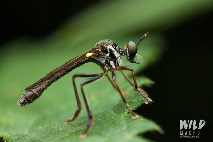 Christian Brokes’s Stunning Macro Photography With Godox V1 Christian Brokes’s Stunning Macro Photography With Godox V1