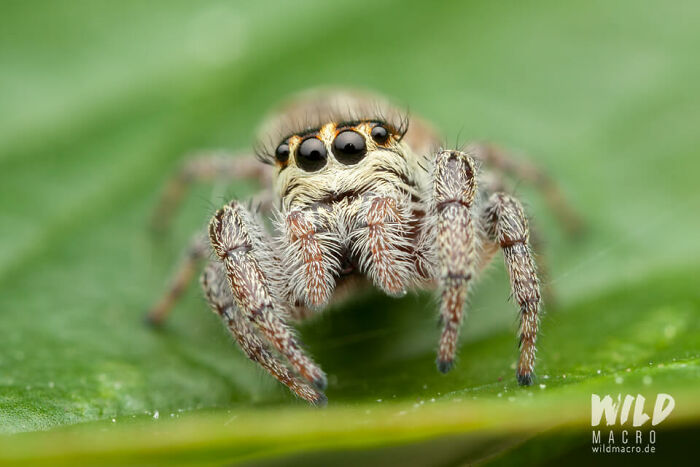 Christian Brokes’s Stunning Macro Photography With Godox V1 Christian Brokes’s Stunning Macro Photography With Godox V1
