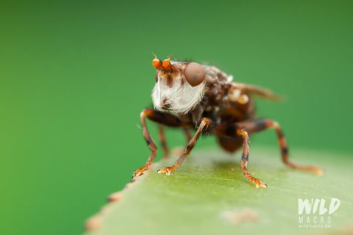 Christian Brokes’s Stunning Macro Photography With Godox V1 Christian Brokes’s Stunning Macro Photography With Godox V1