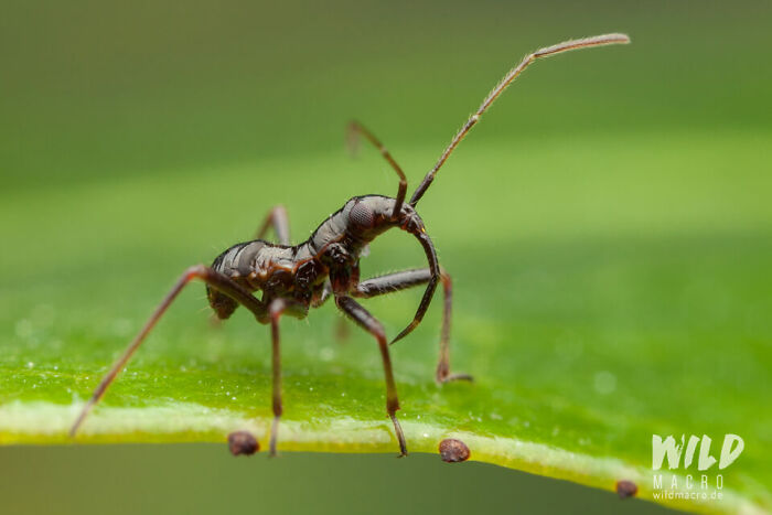 Christian Brokes’s Stunning Macro Photography With Godox V1 Christian Brokes’s Stunning Macro Photography With Godox V1