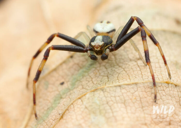 Christian Brokes’s Stunning Macro Photography With Godox V1 Christian Brokes’s Stunning Macro Photography With Godox V1