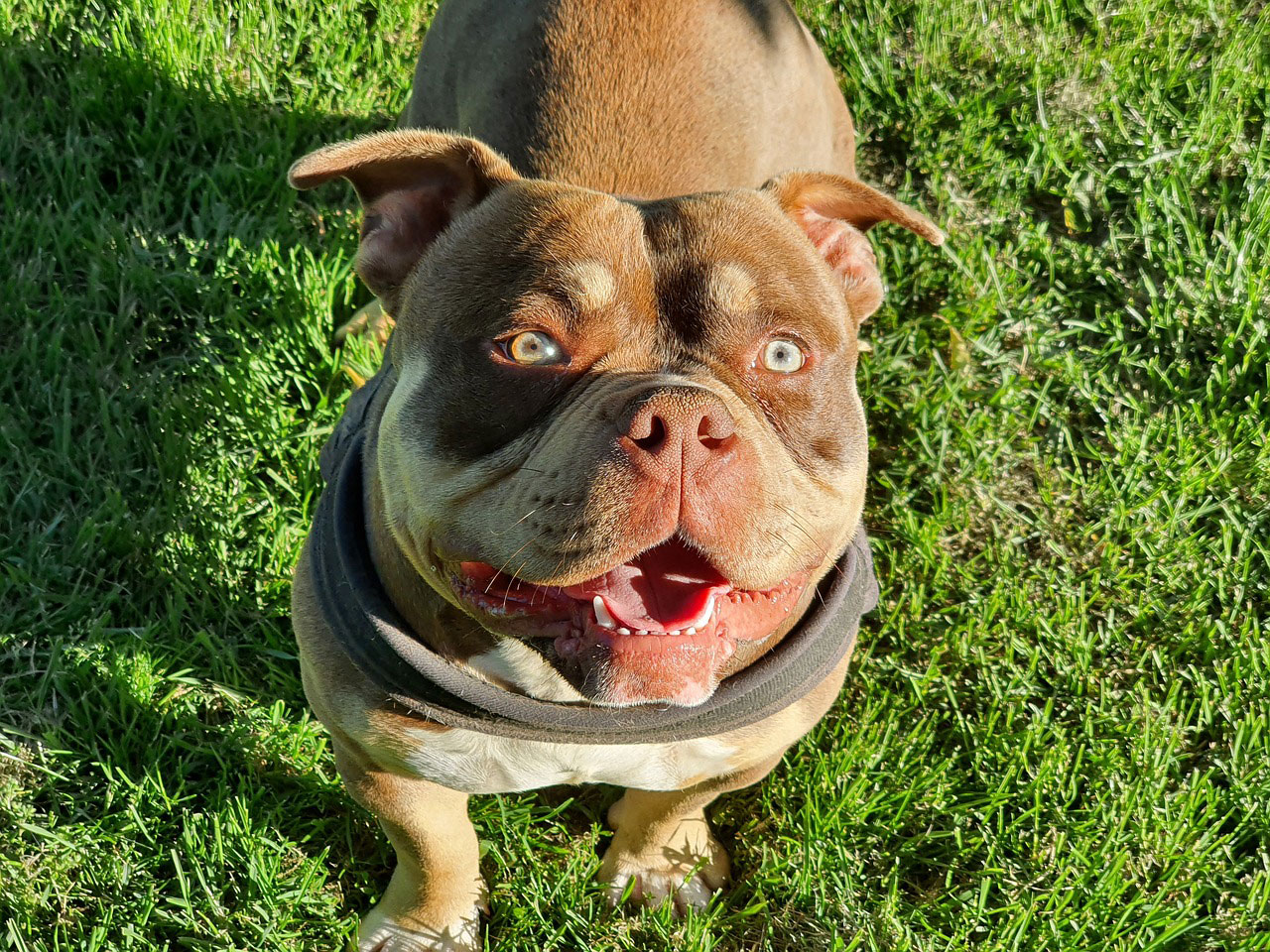 American Bully Dog Breed All Information Covered American Bully Dog Breed All Information Covered