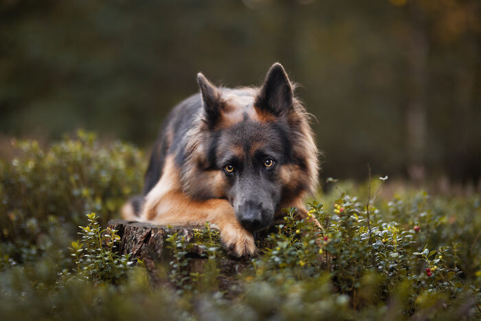 36 Paw-sitively Charming Dog Photographs I Captured 36 Paw-sitively Charming Dog Photographs I Captured