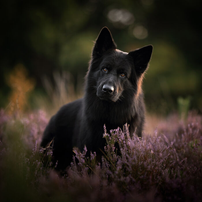 36 Paw-sitively Charming Dog Photographs I Captured 36 Paw-sitively Charming Dog Photographs I Captured