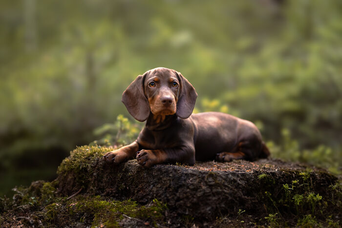 36 Paw-sitively Charming Dog Photographs I Captured 36 Paw-sitively Charming Dog Photographs I Captured