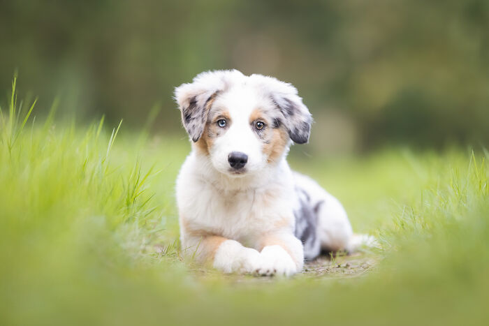 36 Paw-sitively Charming Dog Photographs I Captured 36 Paw-sitively Charming Dog Photographs I Captured