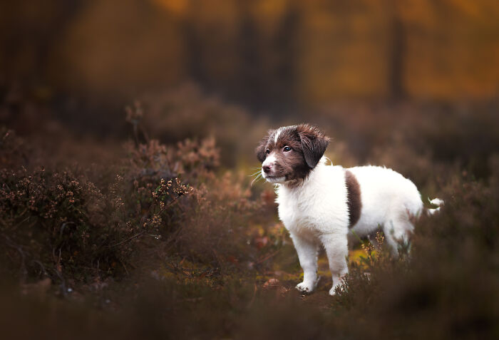 36 Paw-sitively Charming Dog Photographs I Captured 36 Paw-sitively Charming Dog Photographs I Captured