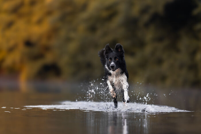 36 Paw-sitively Charming Dog Photographs I Captured 36 Paw-sitively Charming Dog Photographs I Captured