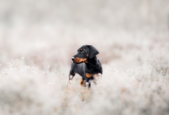 36 Paw-sitively Charming Dog Photographs I Captured 36 Paw-sitively Charming Dog Photographs I Captured