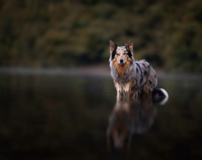 36 Paw-sitively Charming Dog Photographs I Captured 36 Paw-sitively Charming Dog Photographs I Captured