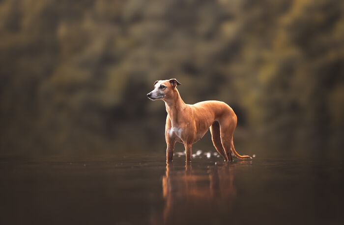 36 Paw-sitively Charming Dog Photographs I Captured 36 Paw-sitively Charming Dog Photographs I Captured